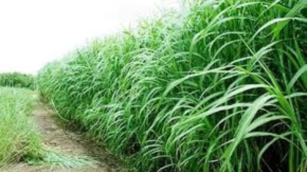 ঘাসের চাষ