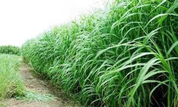 ঘাসের চাষ