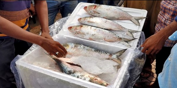 ভারতে ইলিশ রপ্তানি বন্ধে সরকারকে আইনি নোটিশ